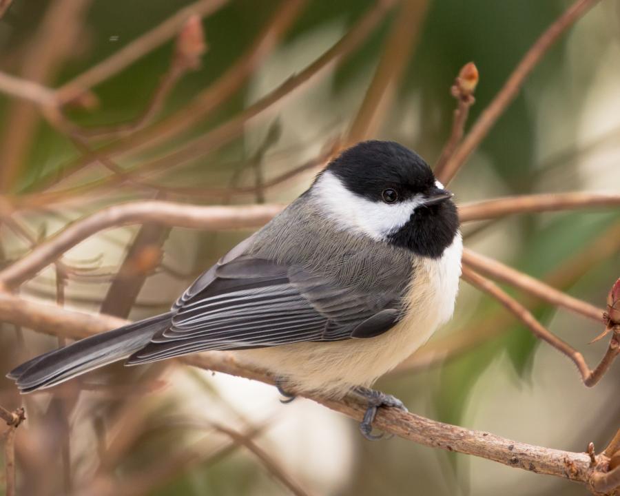 Black Capped Chickadee | Shutterbug